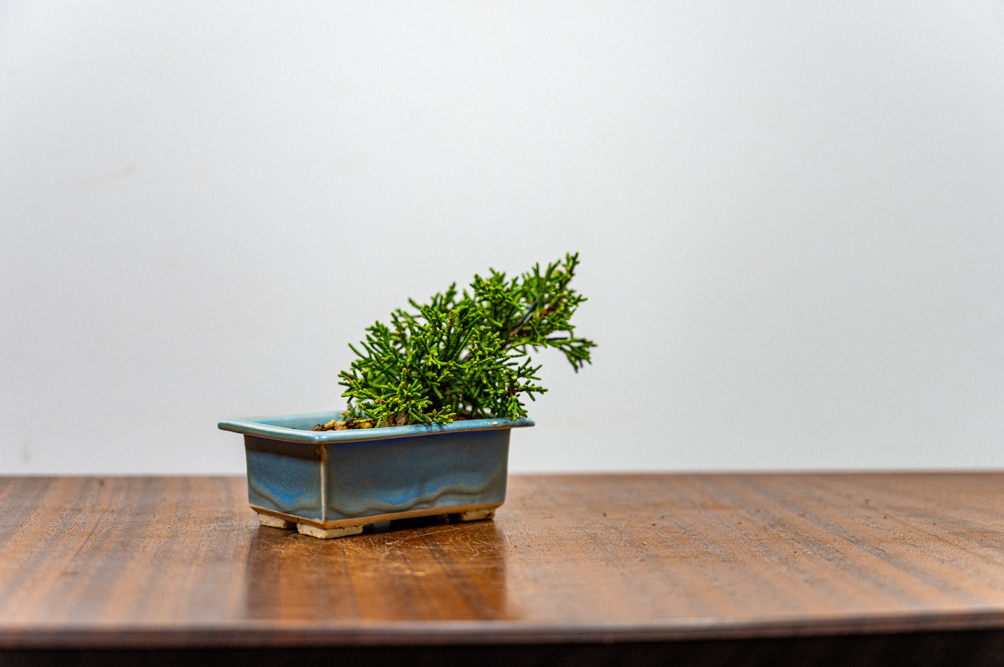 Juniper -Juniperus Chinesis Blaauw