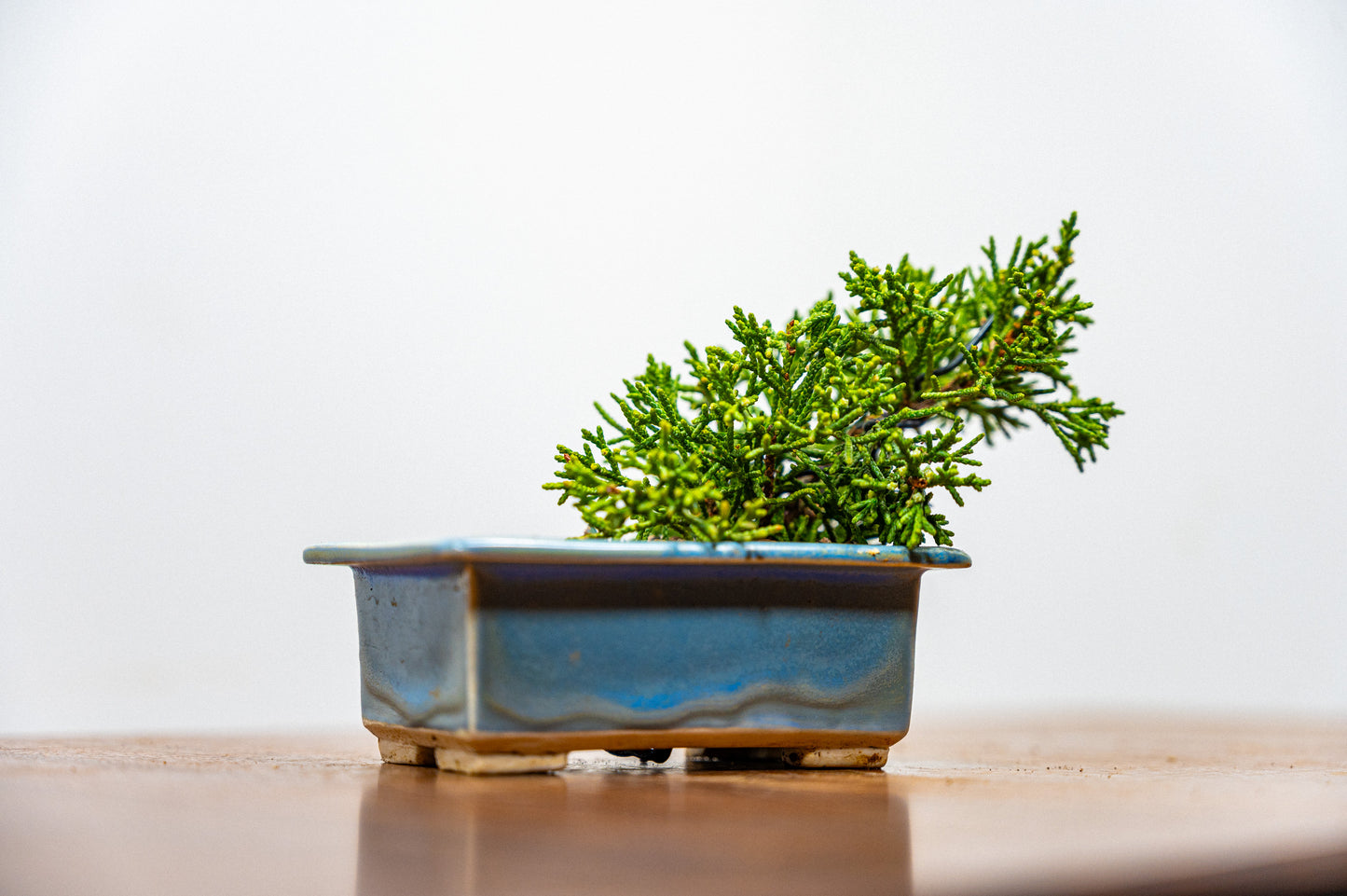 Juniper -Juniperus Chinesis Blaauw