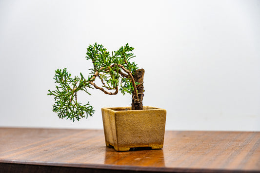 Juniper -Juniperus Chinesis Blaauw