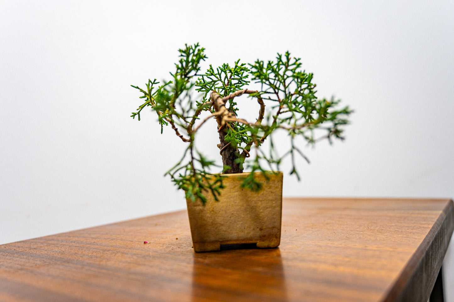 Juniper -Juniperus Chinesis Blaauw