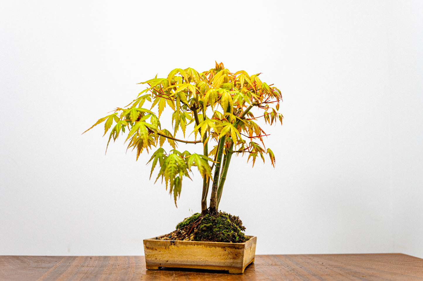 Japanese Maple 'Kabudachi style' Bonsai