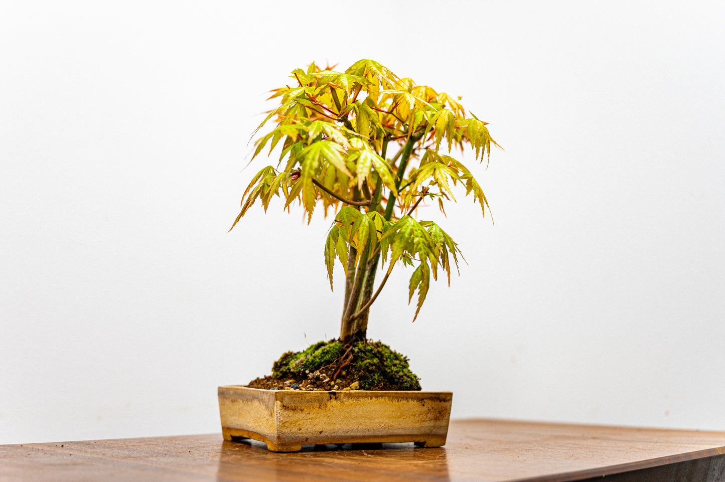 Japanese Maple 'Kabudachi style' Bonsai