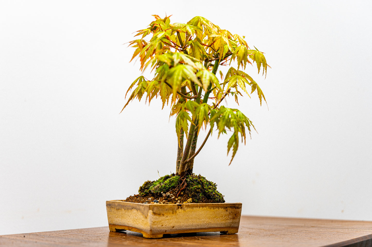 Japanese Maple 'Kabudachi style' Bonsai