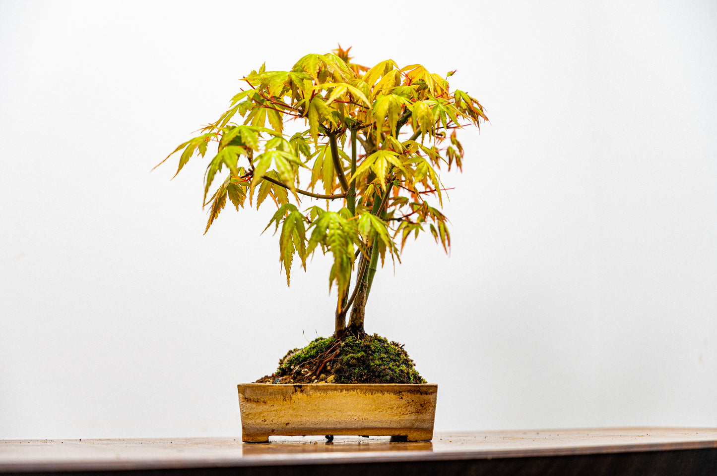 Japanese Maple 'Kabudachi style' Bonsai