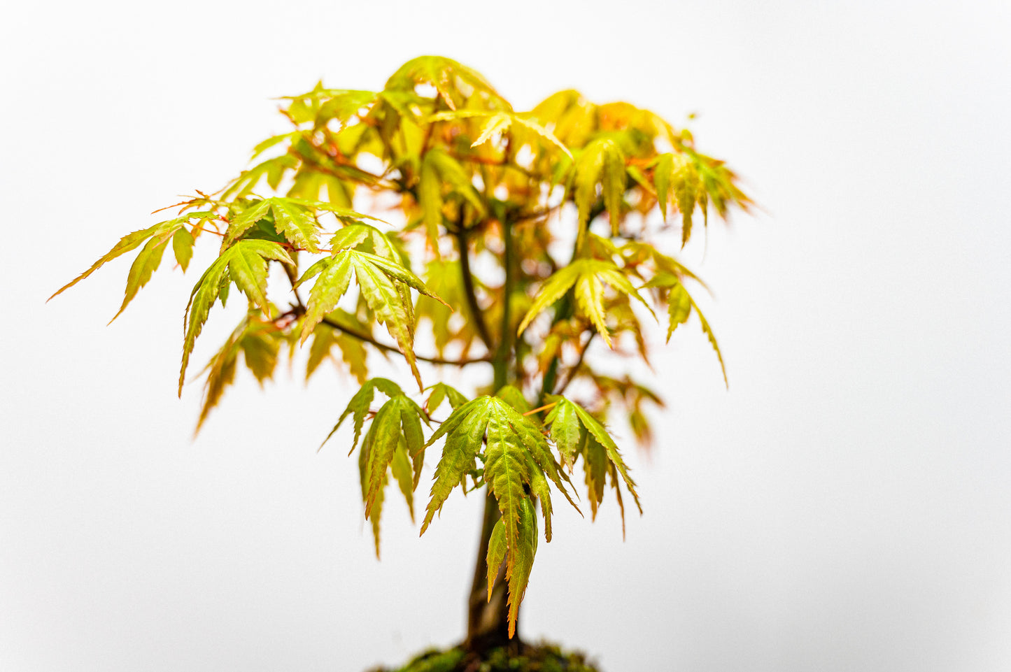 Japanese Maple 'Kabudachi style' Bonsai