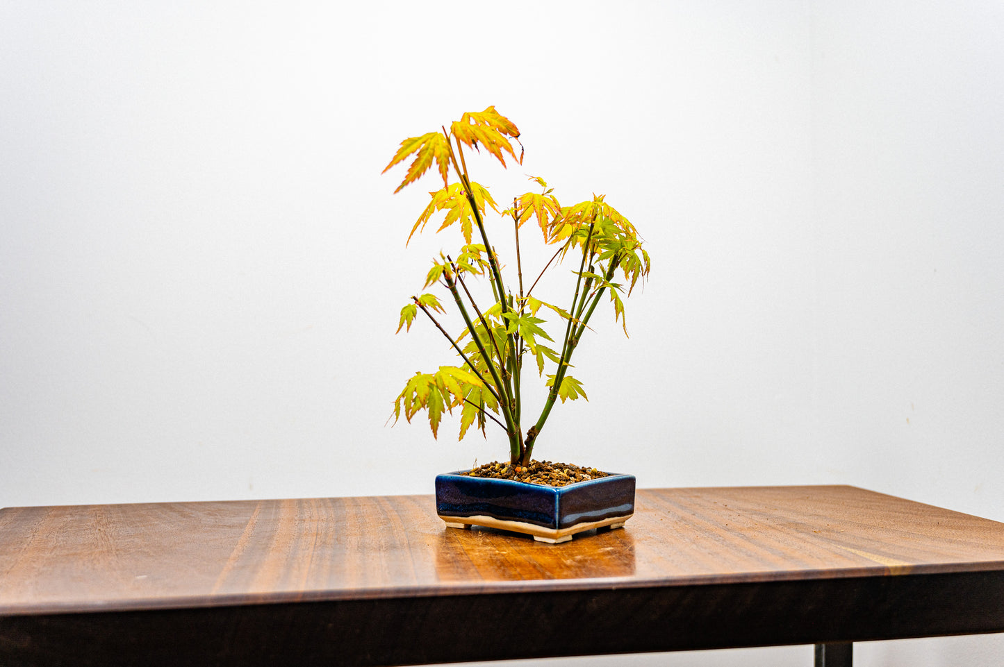 Japanese Maple 'Kabudachi style' Bonsai