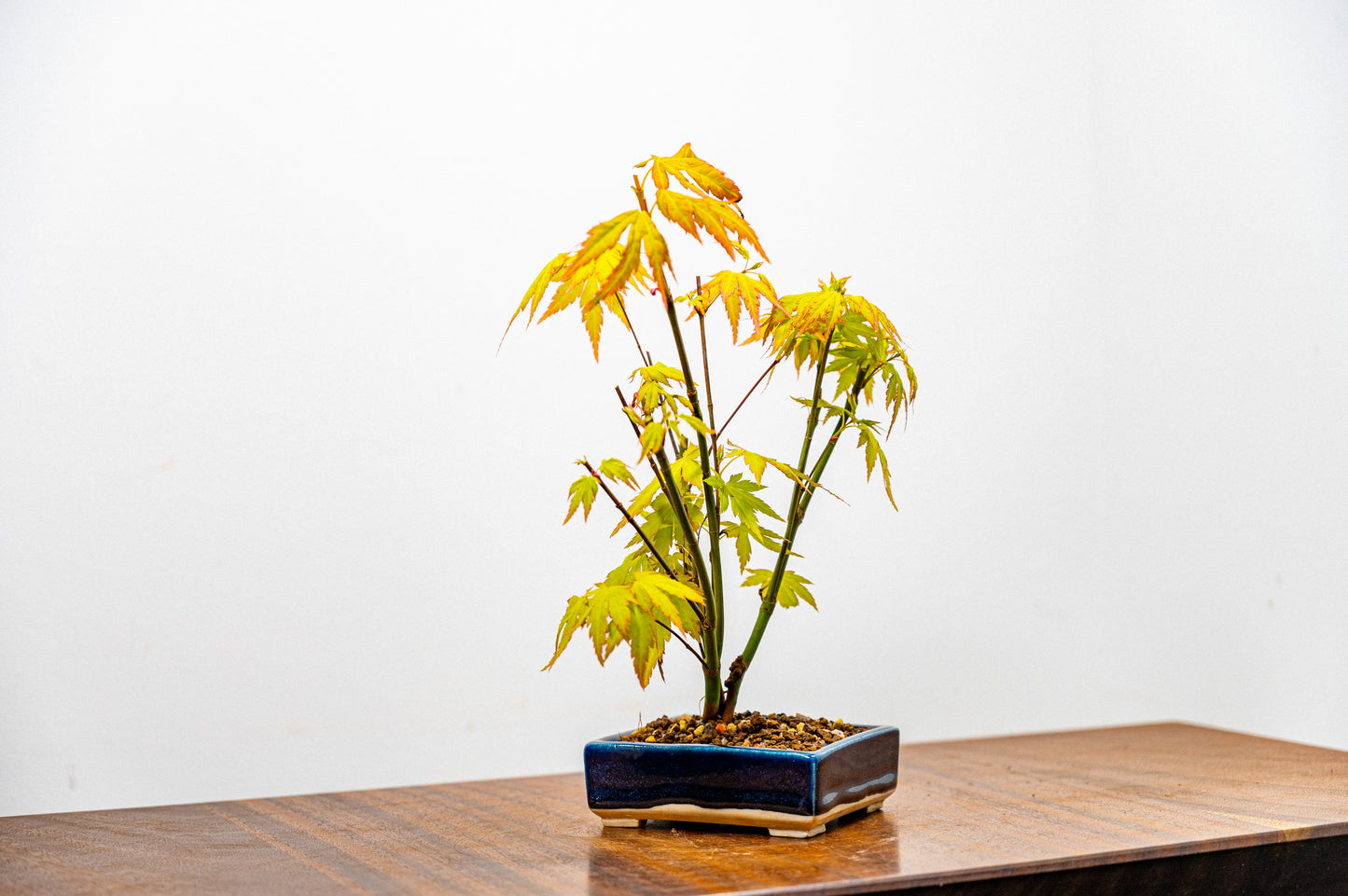 Japanese Maple 'Kabudachi style' Bonsai