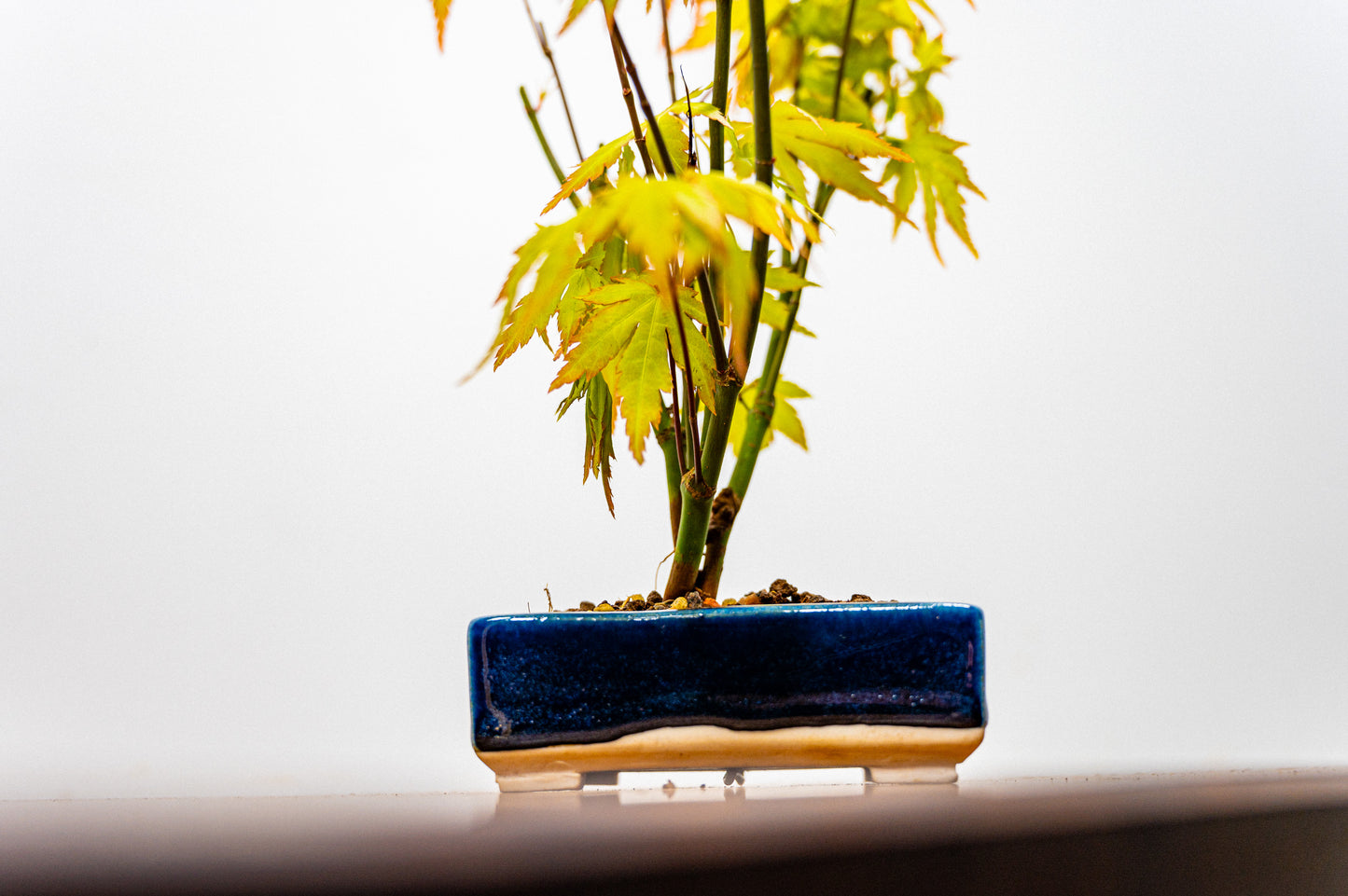 Japanese Maple 'Kabudachi style' Bonsai