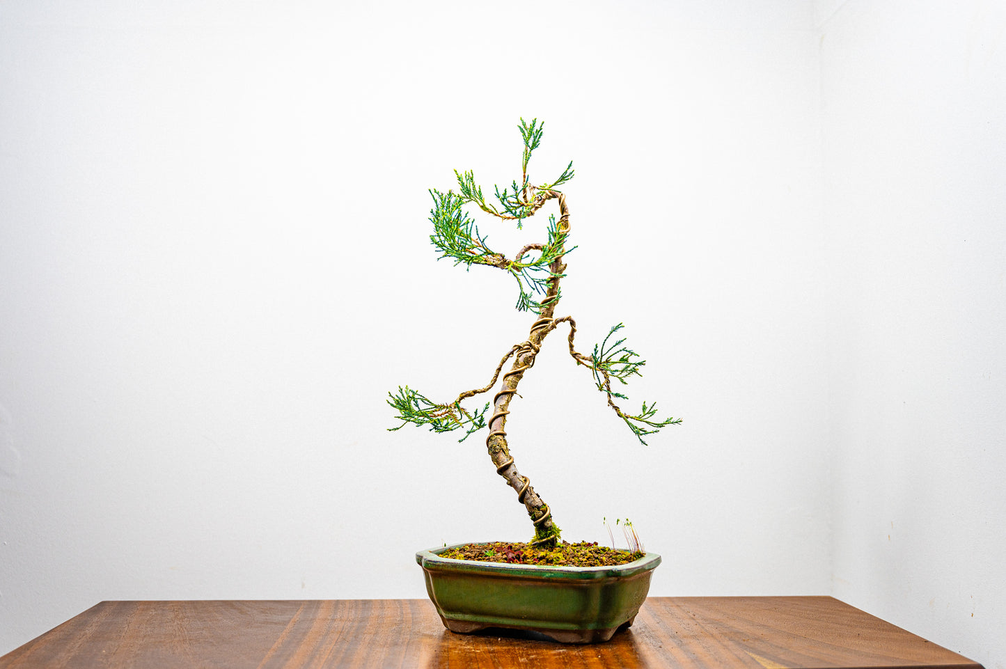 Juniper -Juniperus scopulorum