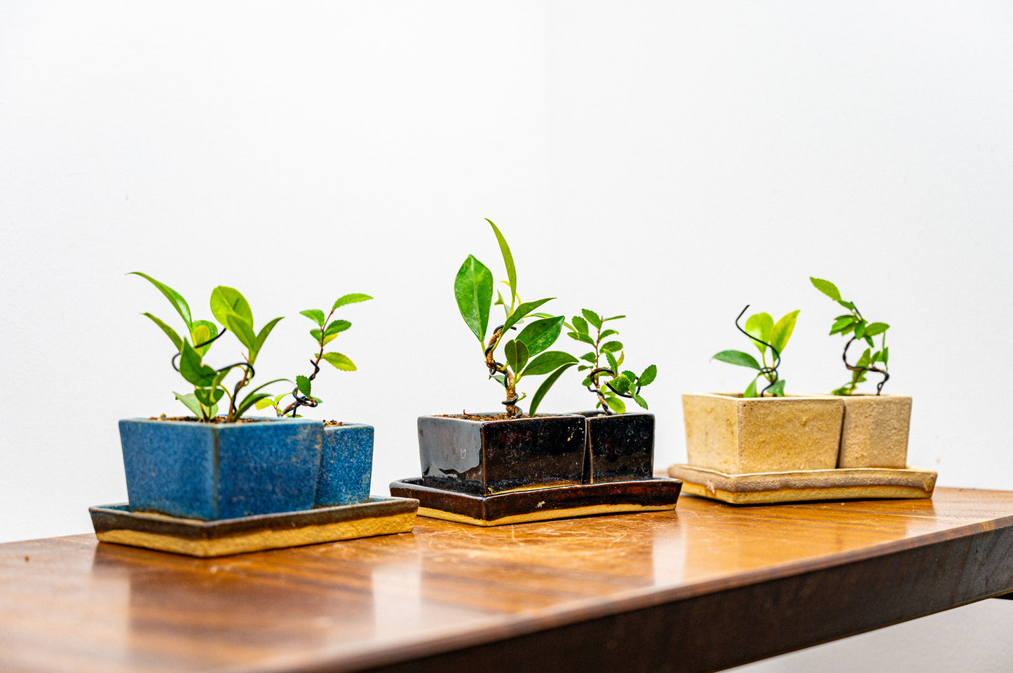 Indoor Collection - Bonsai Starter Set