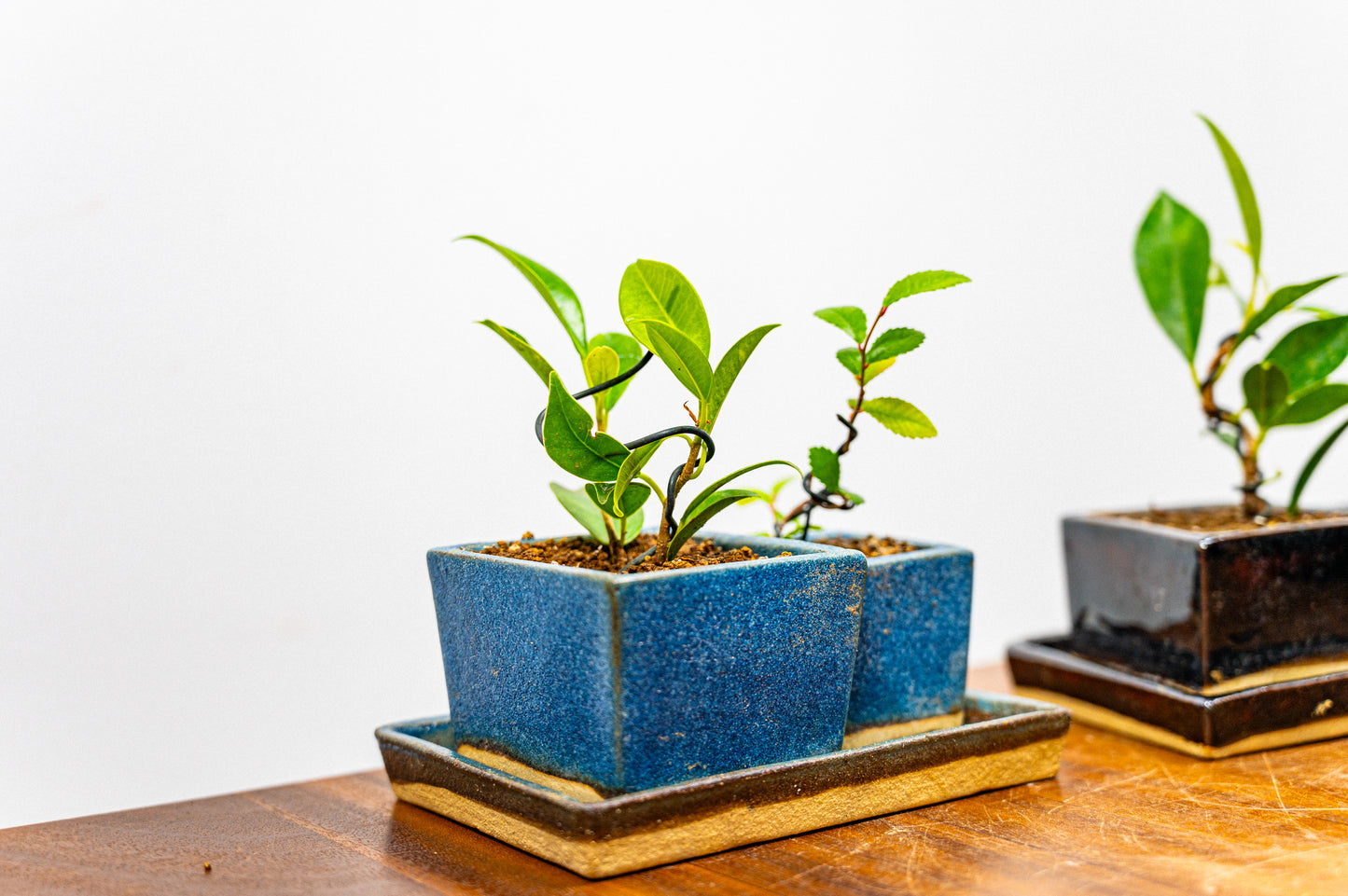 Indoor Collection - Bonsai Starter Set