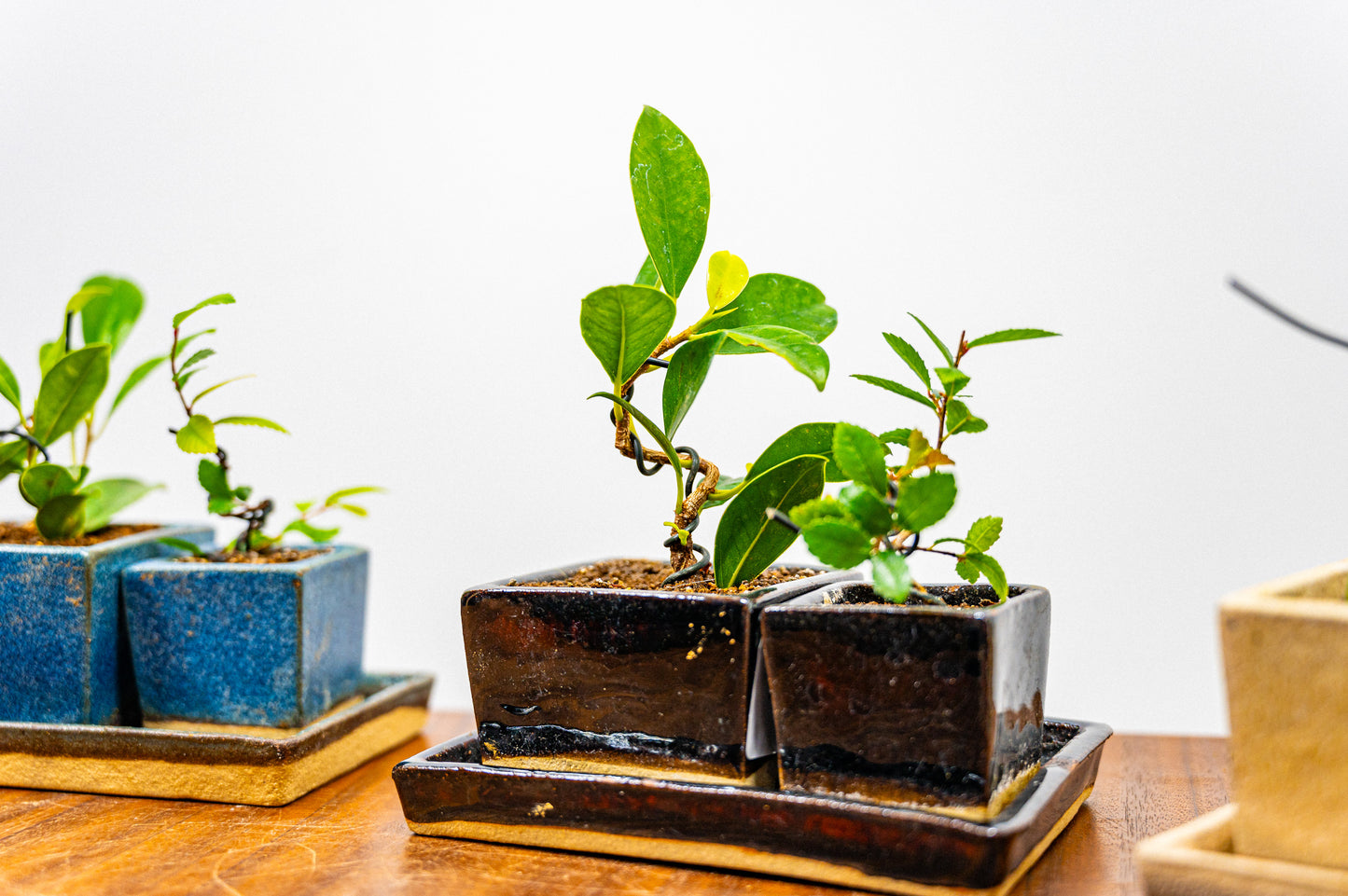 Indoor Collection - Bonsai Starter Set