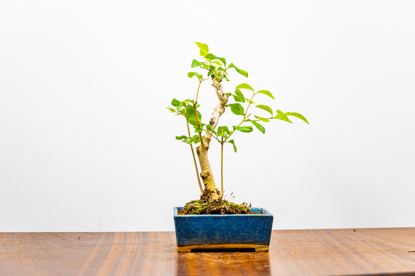 Mandarin  Bonsai