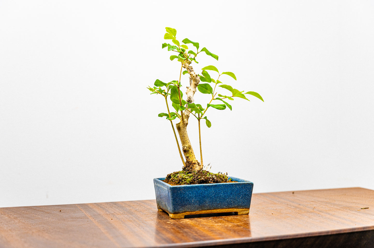 Mandarin  Bonsai