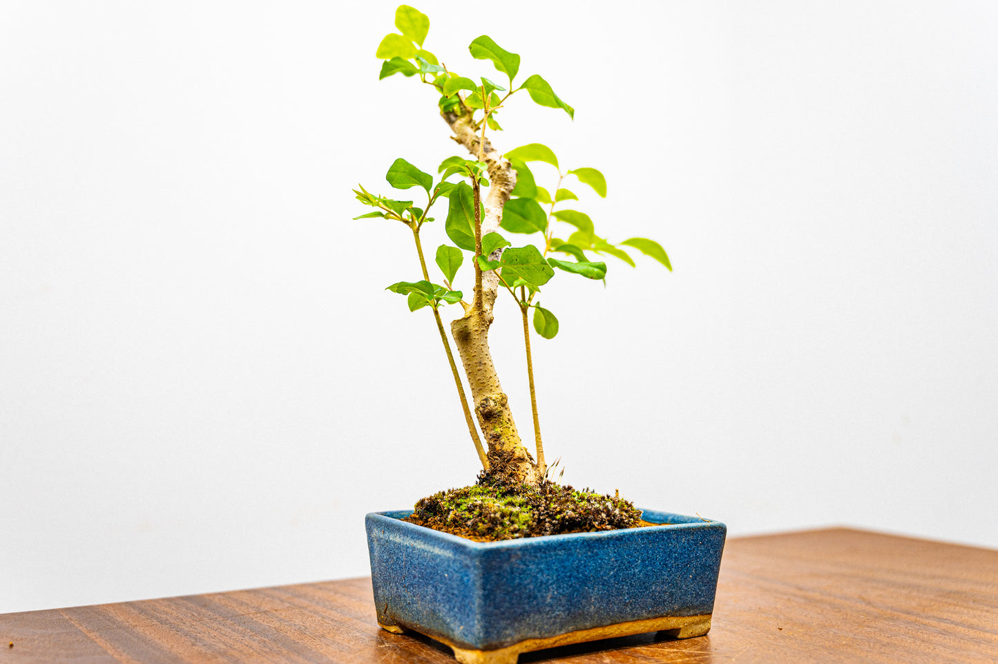 Mandarin  Bonsai