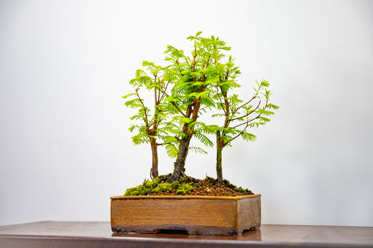 Dawn Redwood Bonsai 3 Tree Group
