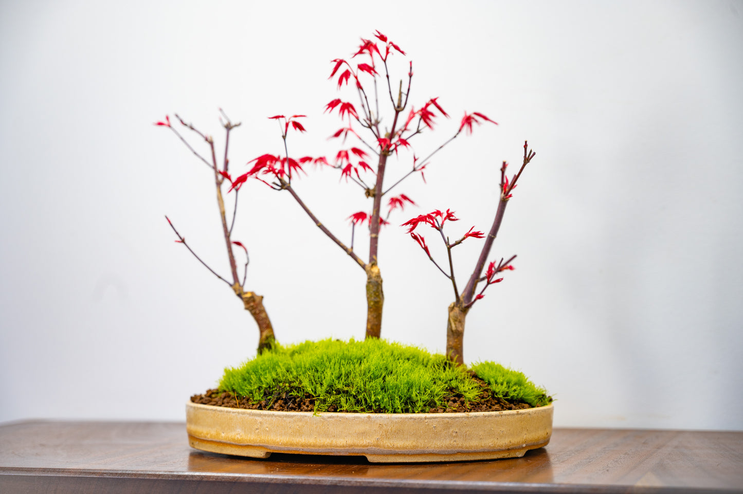 Deshojo Japanese Maple Bonsai