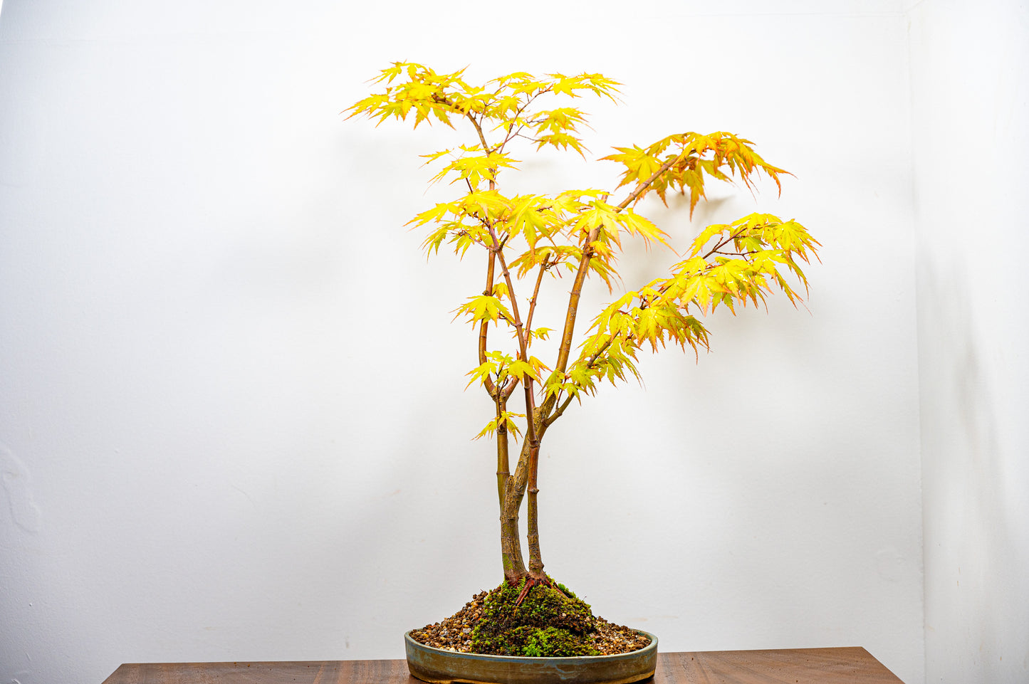 Japanese Maple Bonsai