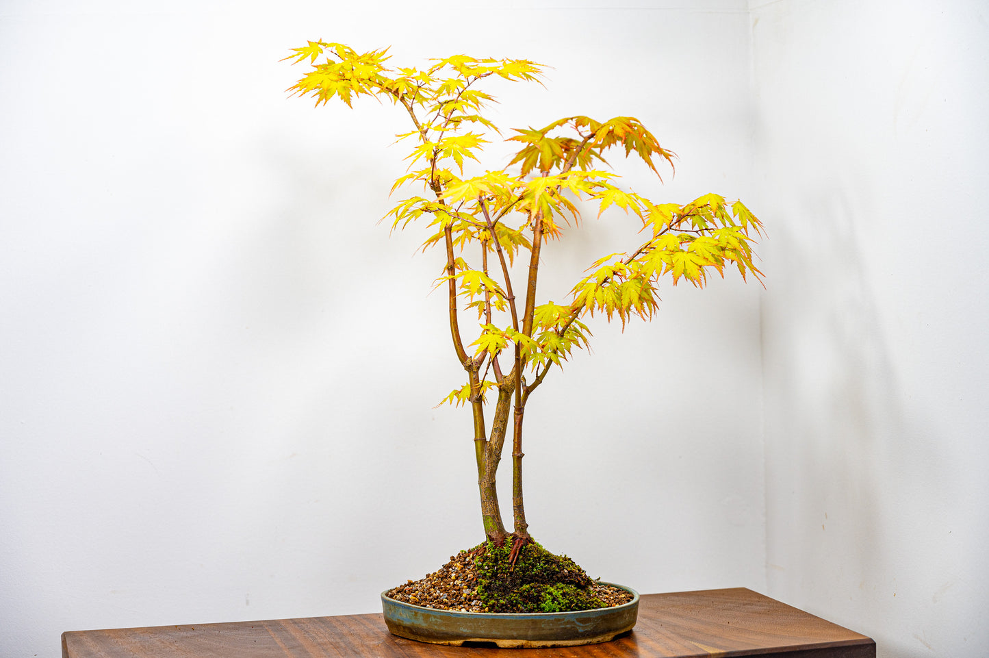 Japanese Maple Bonsai