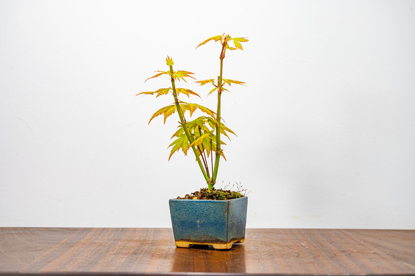 Japanese Maple Bonsai Starter Tree