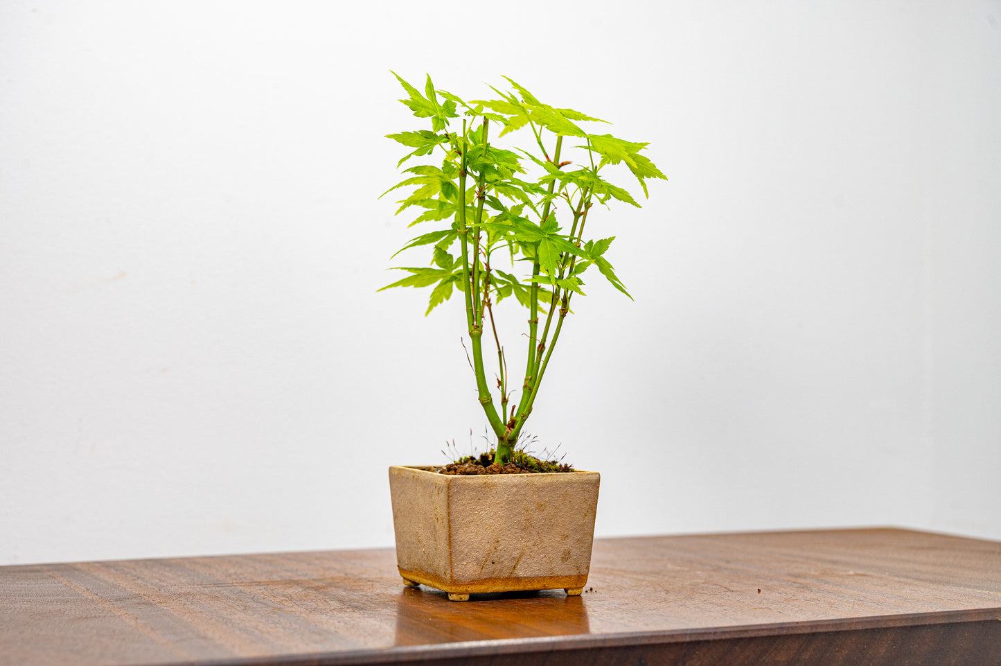 Japanese Maple Bonsai Starter Tree