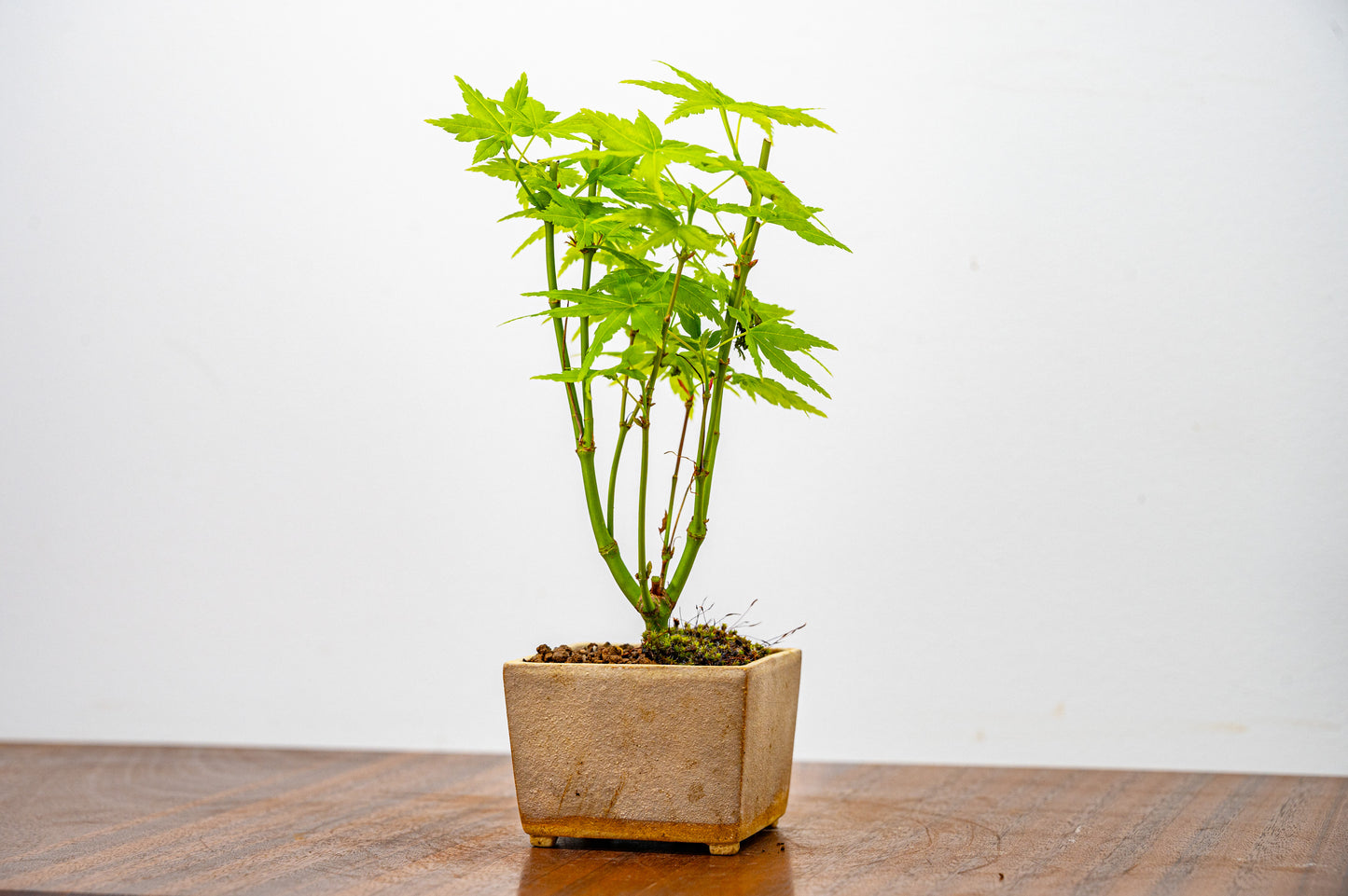 Japanese Maple Bonsai Starter Tree