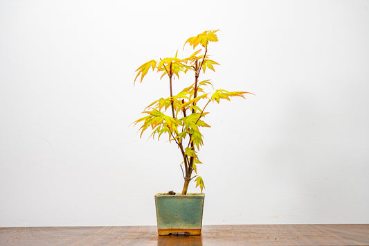Japanese Maple Bonsai Starter Tree