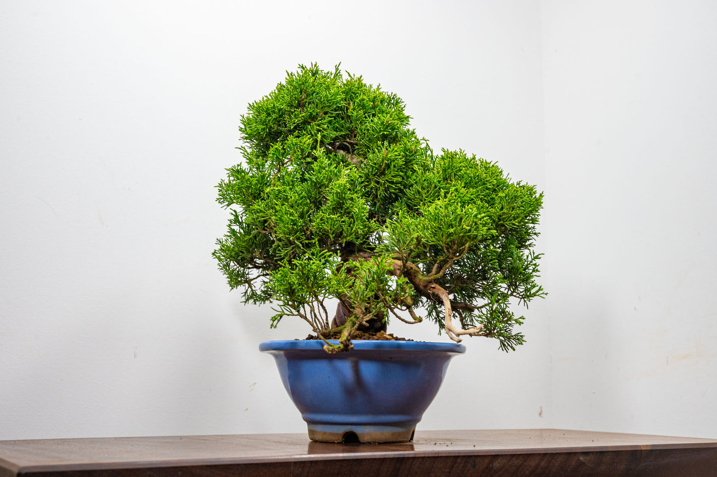 Juniper - Chinese Juniper Bonsai