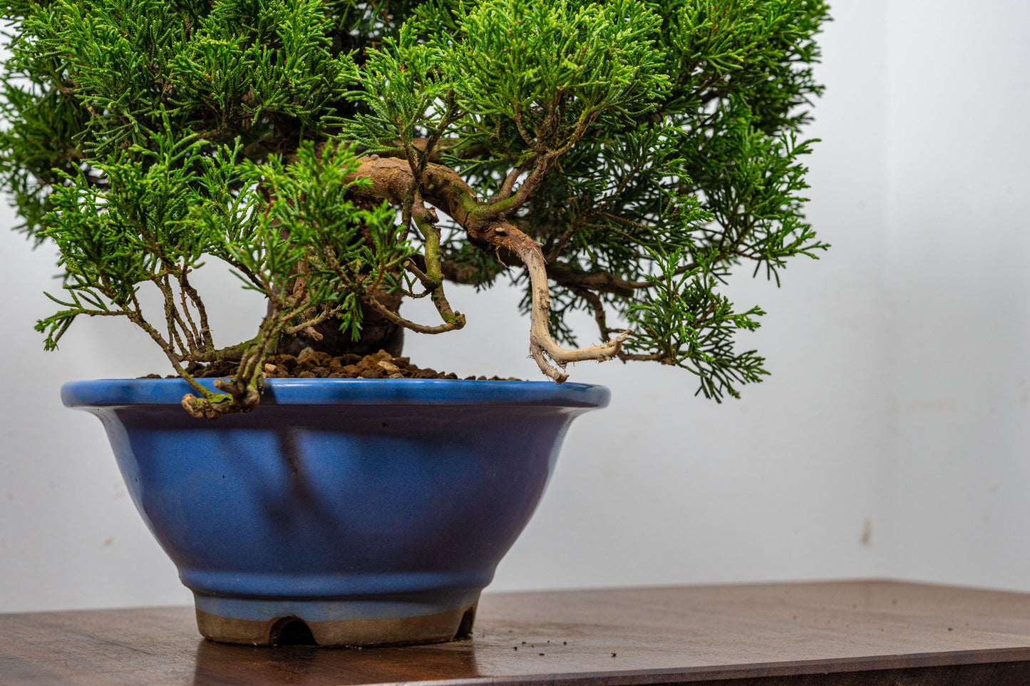 Juniper - Chinese Juniper Bonsai