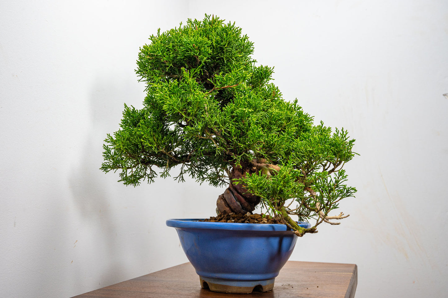 Juniper - Chinese Juniper Bonsai