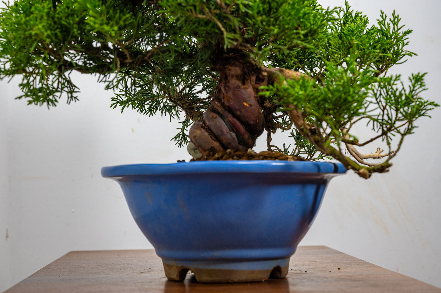 Juniper - Chinese Juniper Bonsai