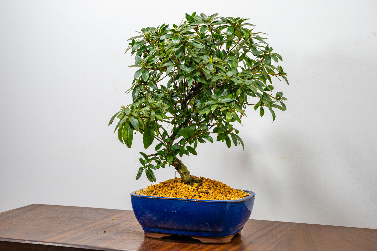 Satsuki Azalea Bonsai