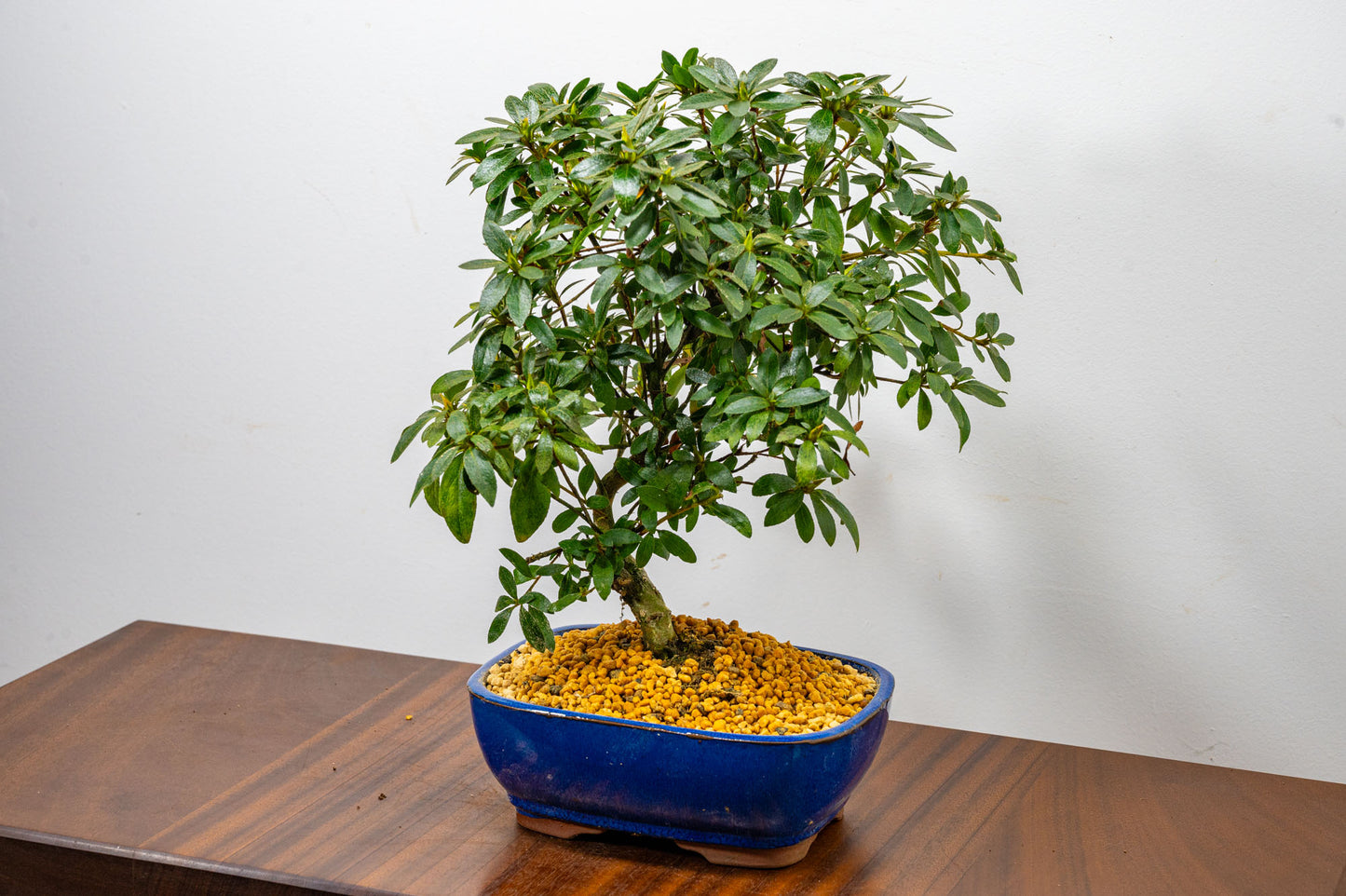 Satsuki Azalea Bonsai