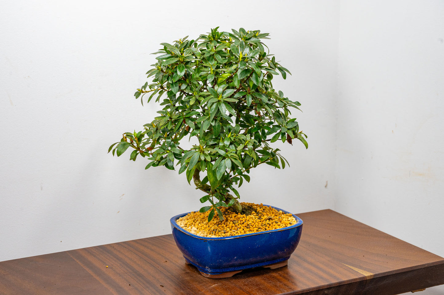 Satsuki Azalea Bonsai