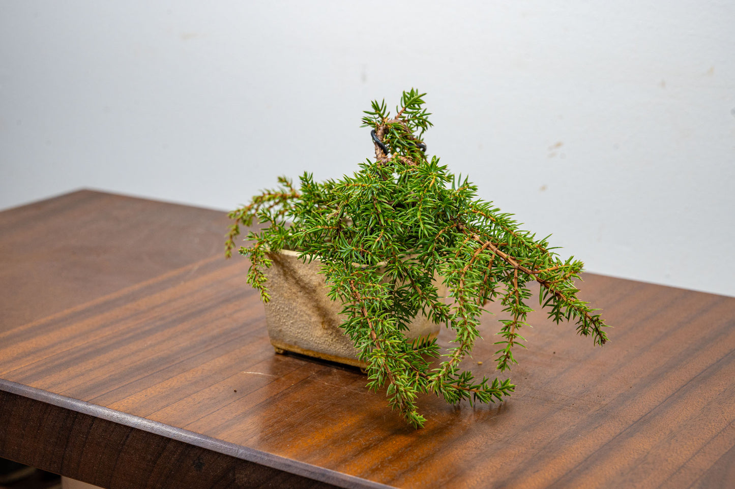 Juniper -Juniperus - Bonsai Starter