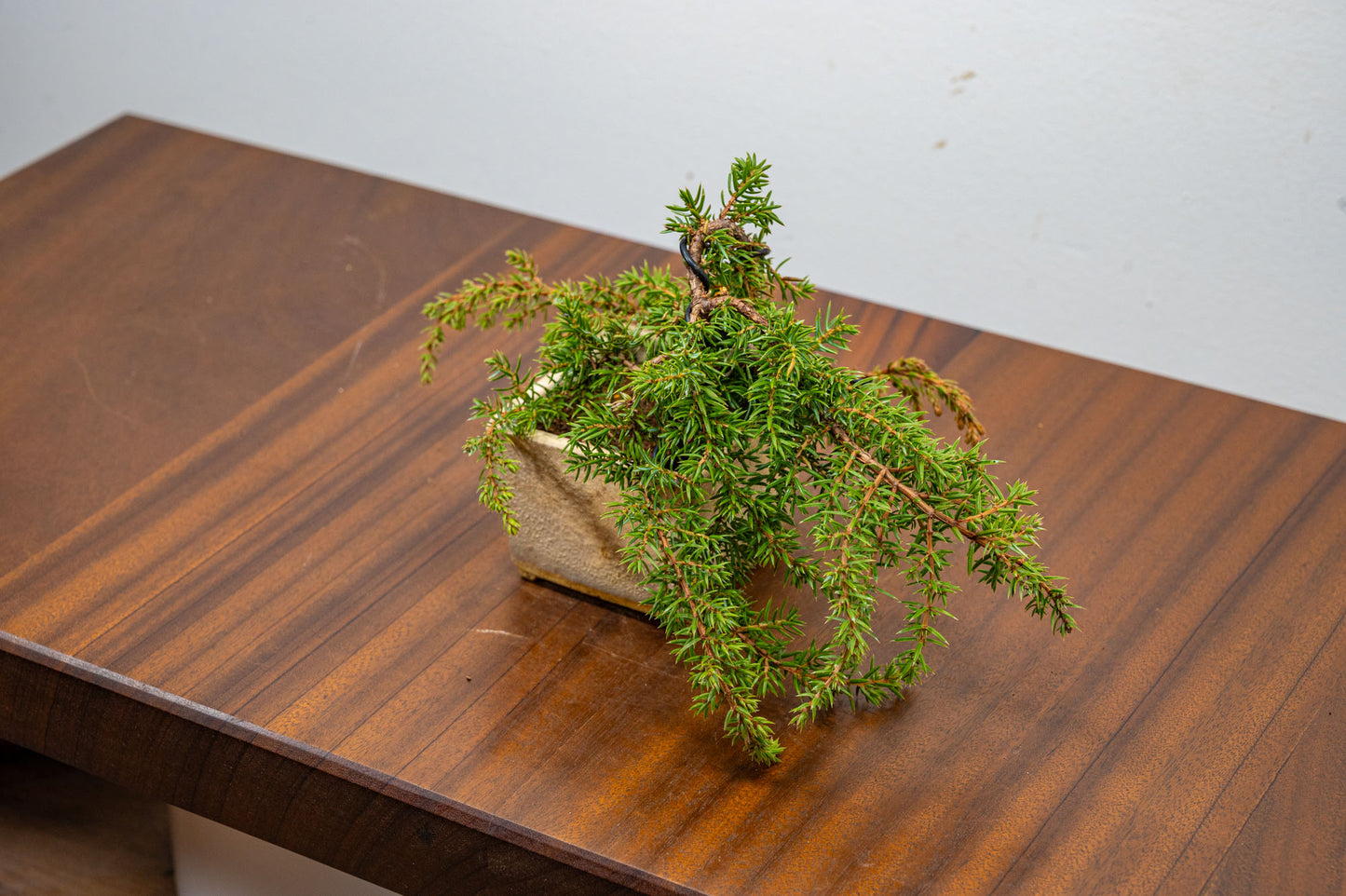 Juniper -Juniperus - Bonsai Starter