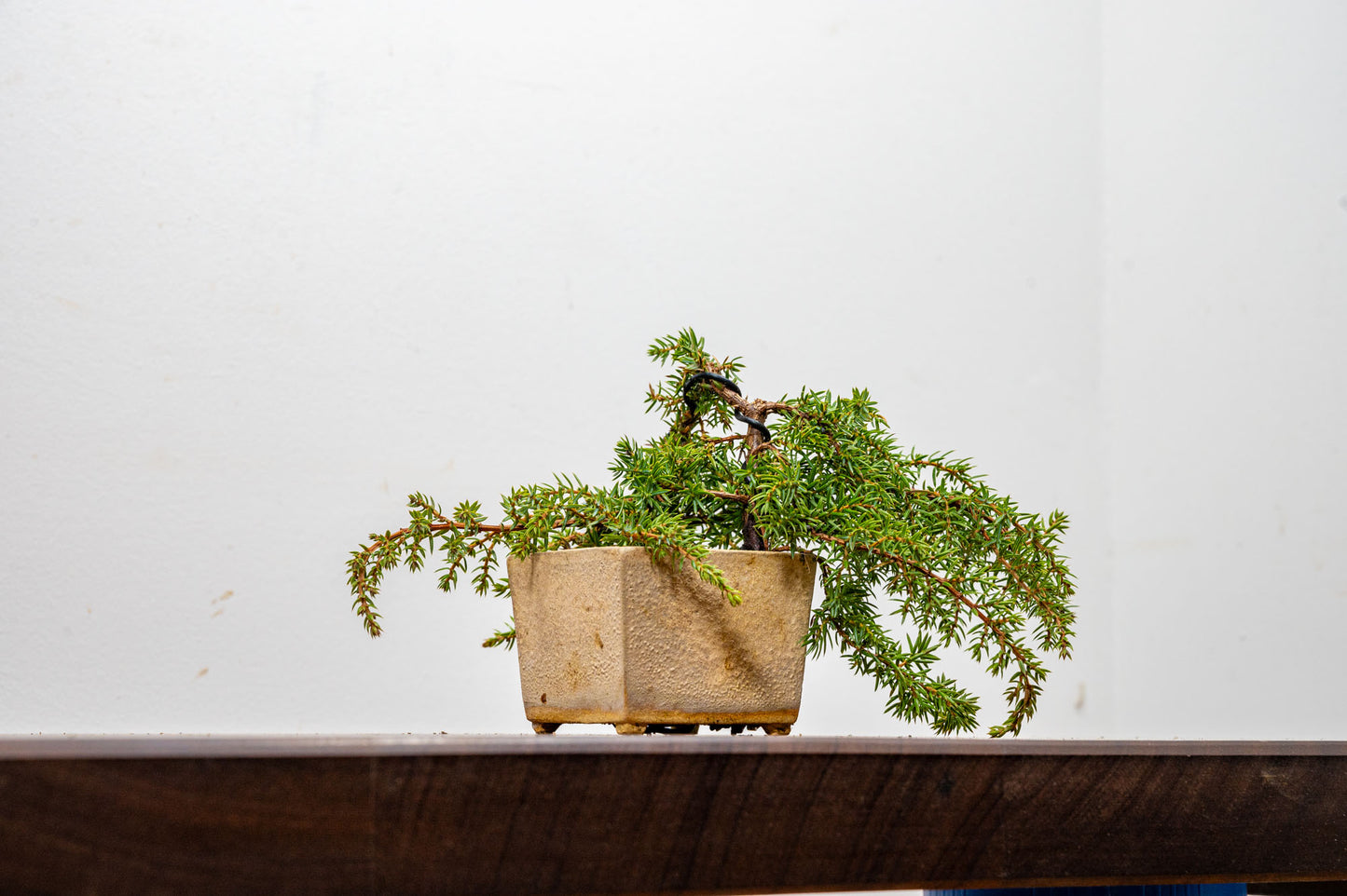 Juniper -Juniperus - Bonsai Starter