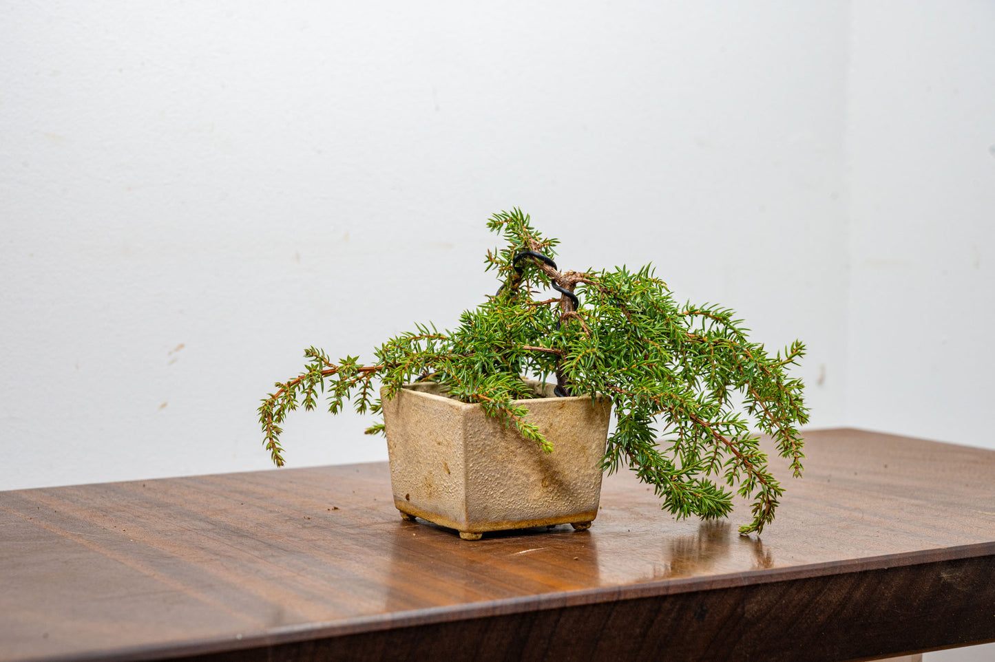 Juniper -Juniperus - Bonsai Starter