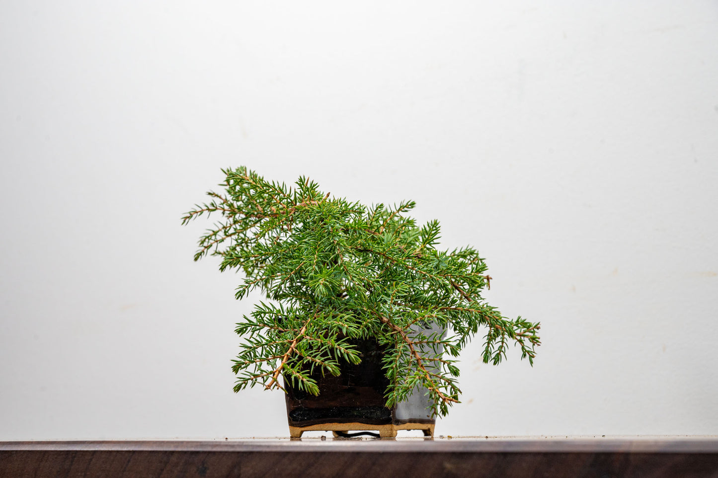 Juniper -Juniperus - Bonsai Starter