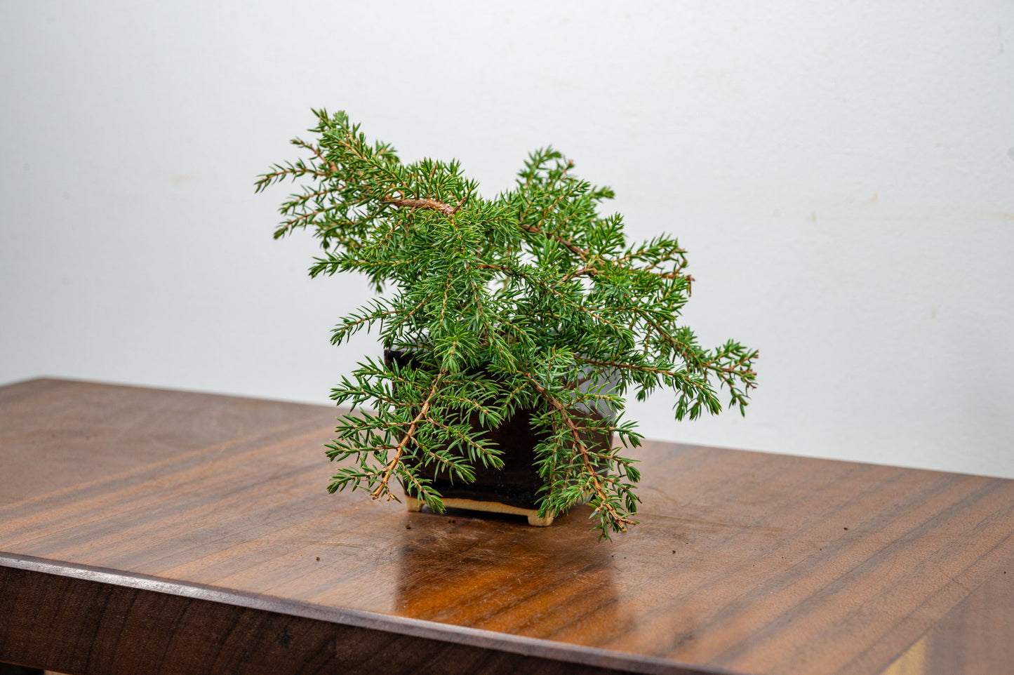 Juniper -Juniperus - Bonsai Starter