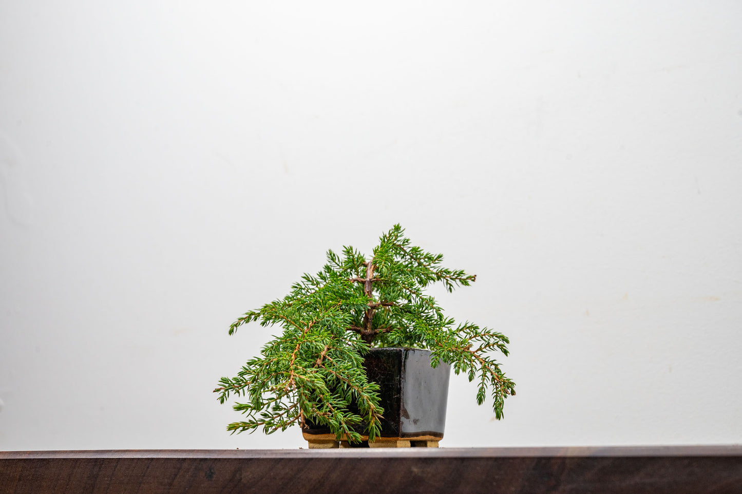 Juniper -Juniperus - Bonsai Starter