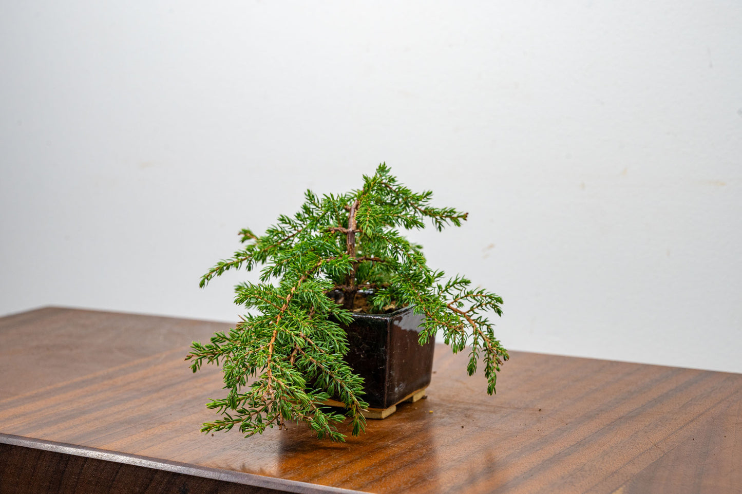 Juniper -Juniperus - Bonsai Starter