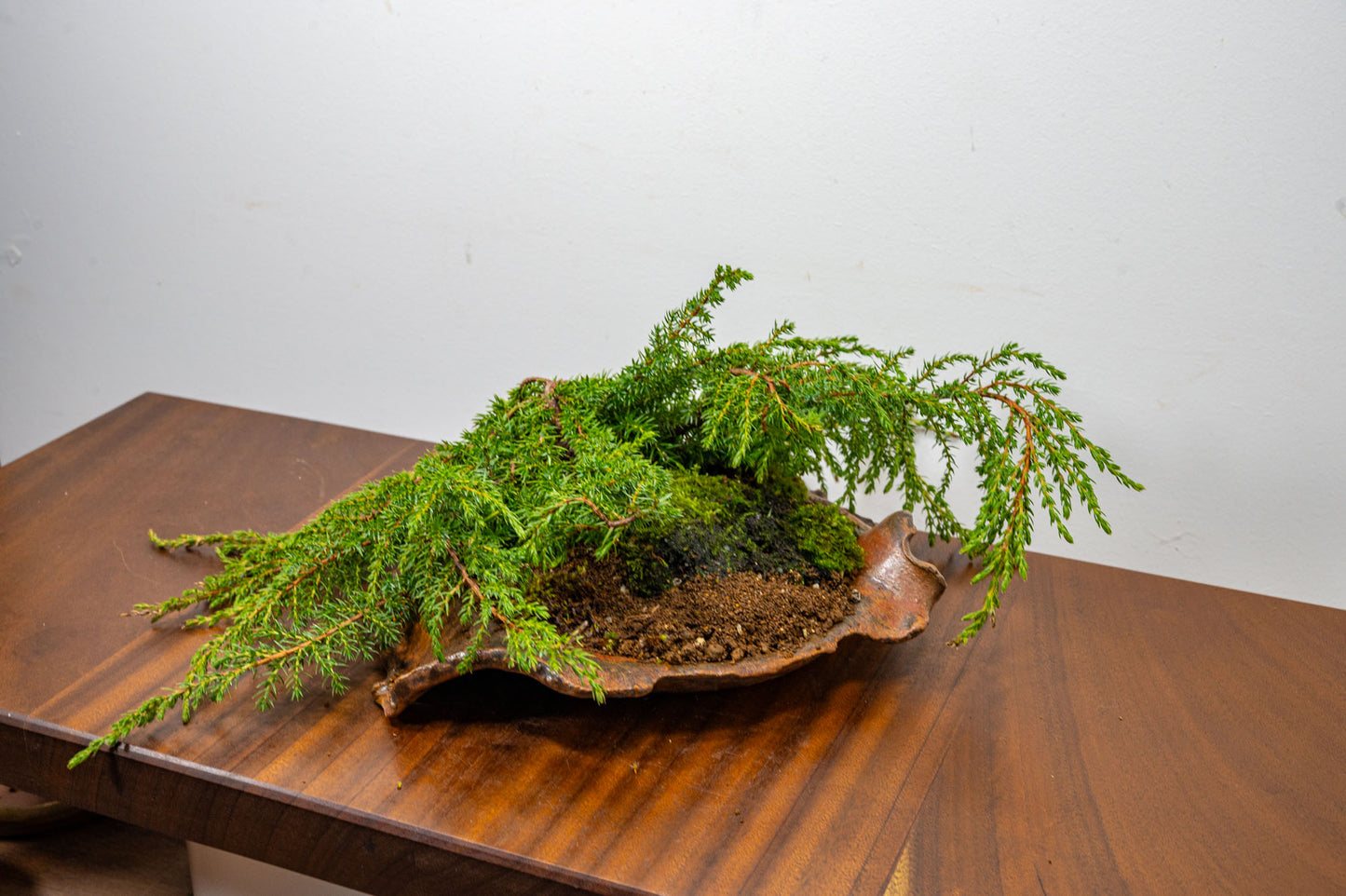 Juniper -Juniperus communis - Bonsai  - 28cm Abstract Ember Brown Vessel