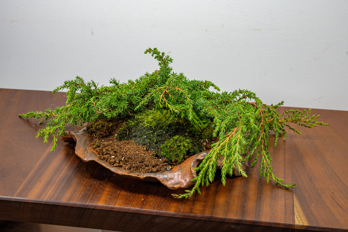 Juniper -Juniperus communis - Bonsai  - 28cm Abstract Ember Brown Vessel