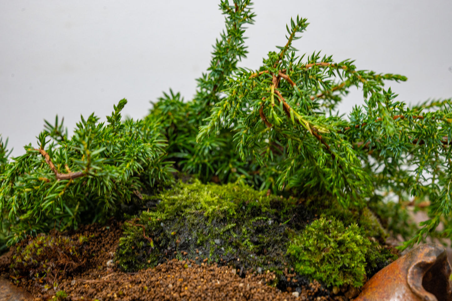 Juniper -Juniperus communis - Bonsai  - 28cm Abstract Ember Brown Vessel