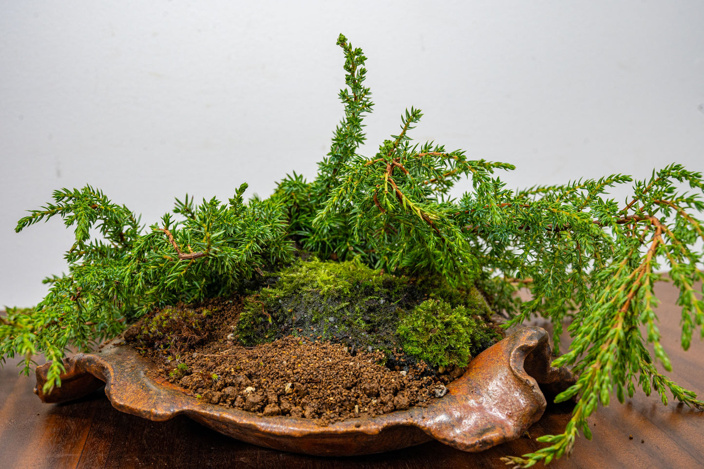 Juniper -Juniperus communis - Bonsai  - 28cm Abstract Ember Brown Vessel