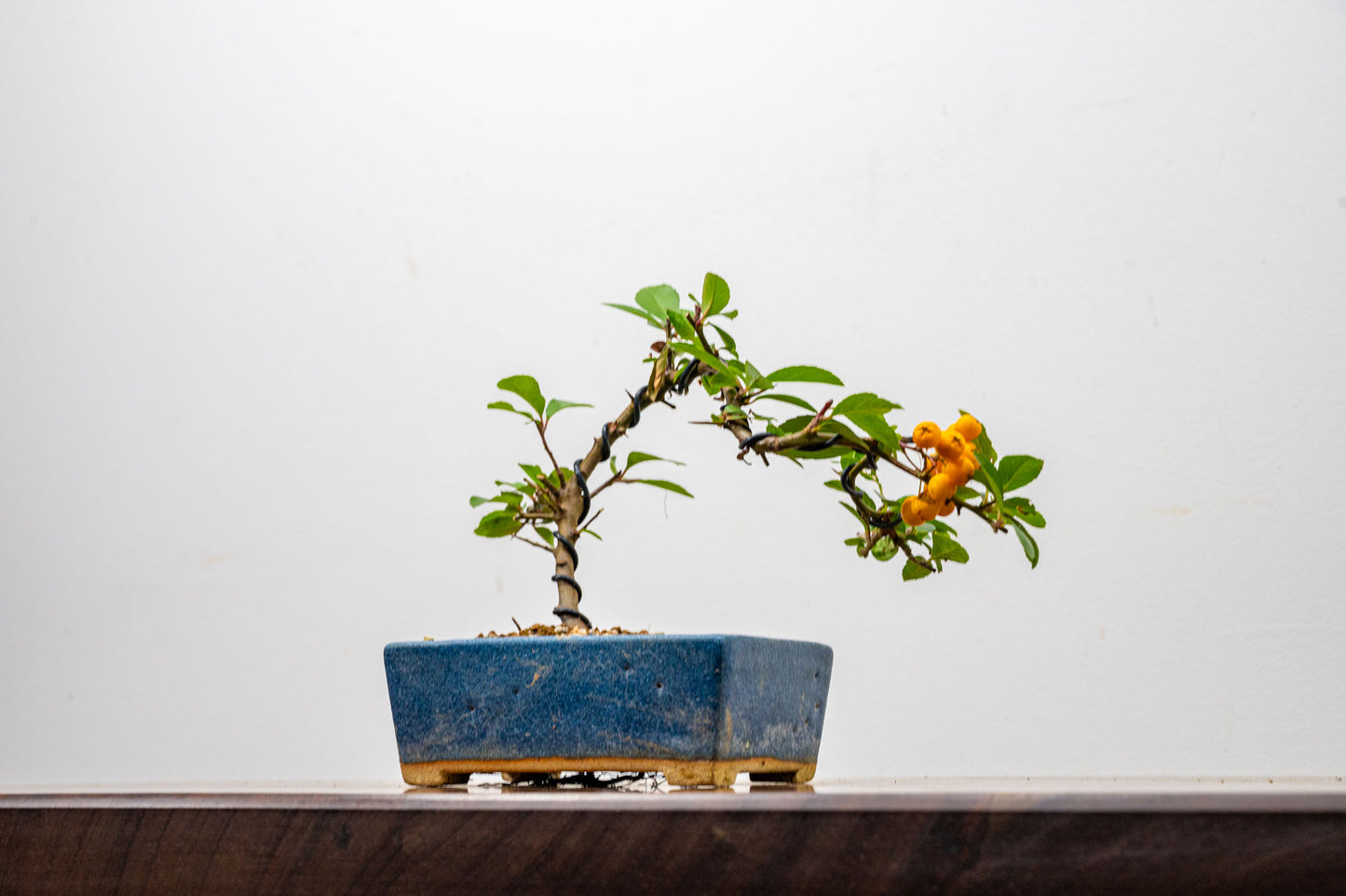 Pyracantha Bonsai  Starter Tree