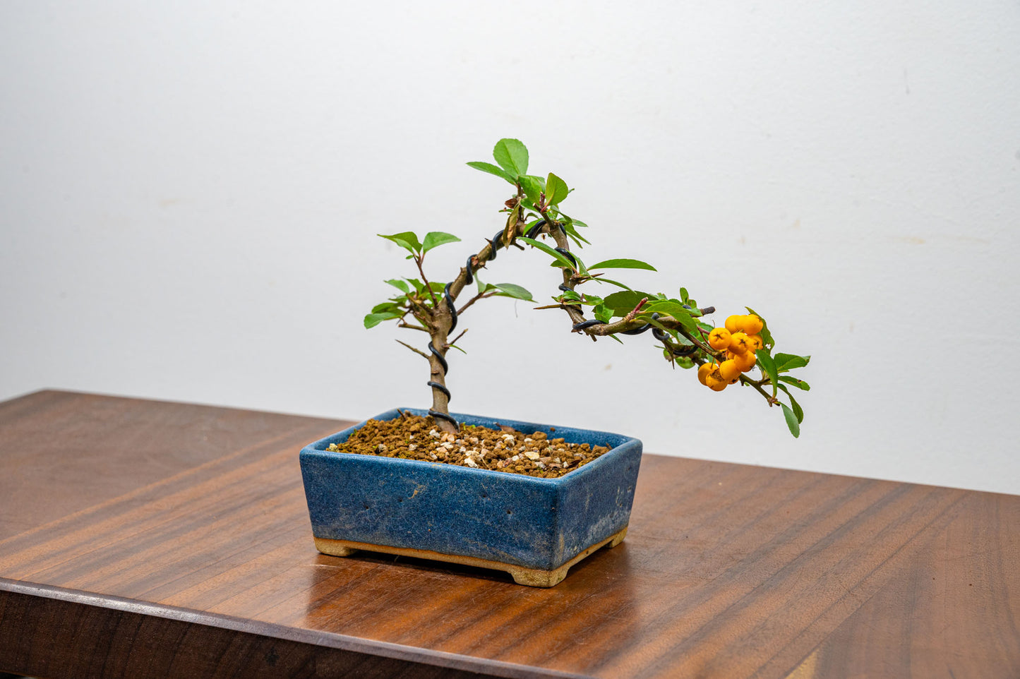 Pyracantha Bonsai  Starter Tree