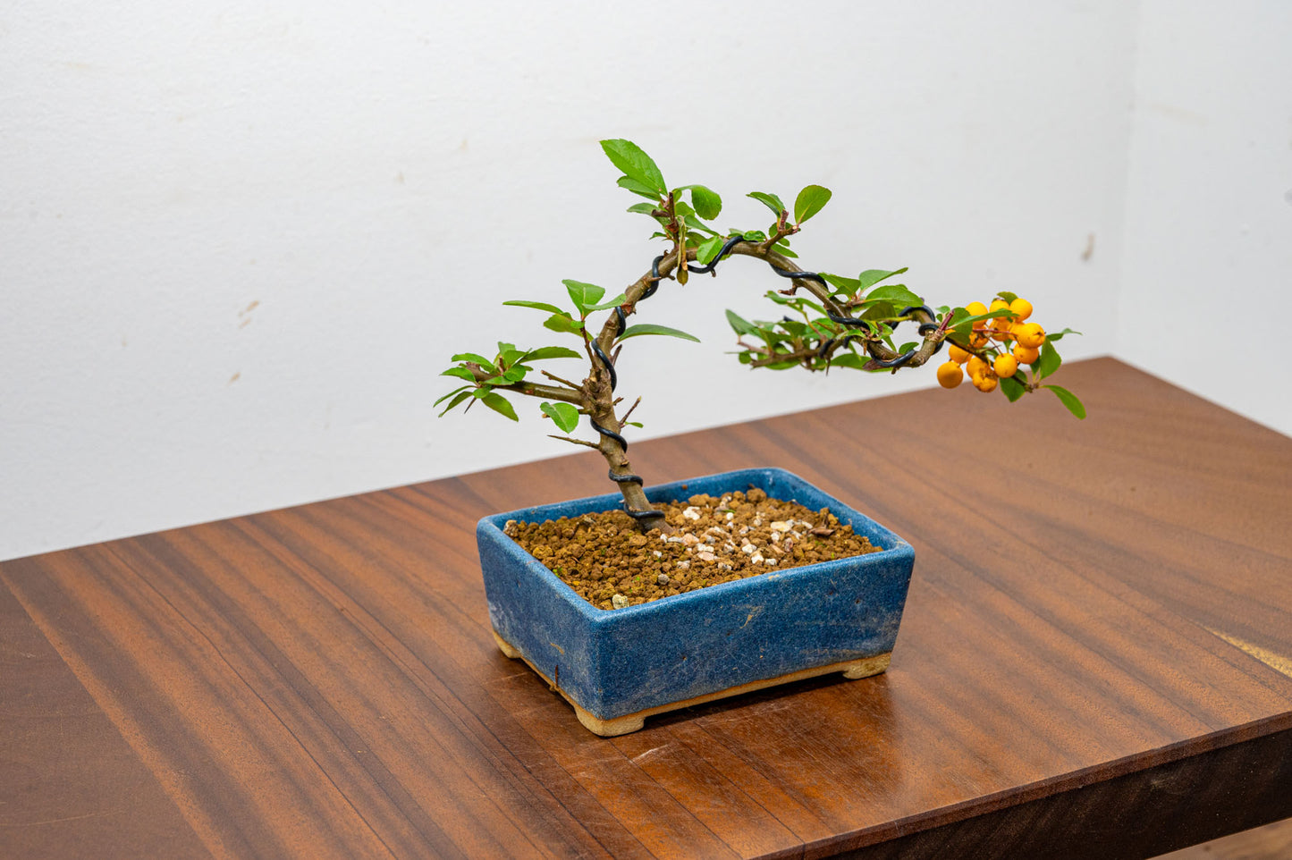 Pyracantha Bonsai  Starter Tree