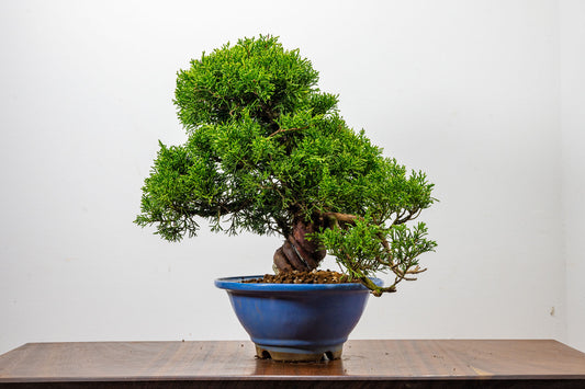 Juniper - Chinese Juniper Bonsai